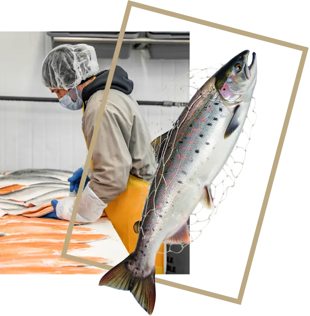 Seafood processor handling fresh fish in a certified facility, representing ethical sourcing, traceability, and responsible supply chain practices